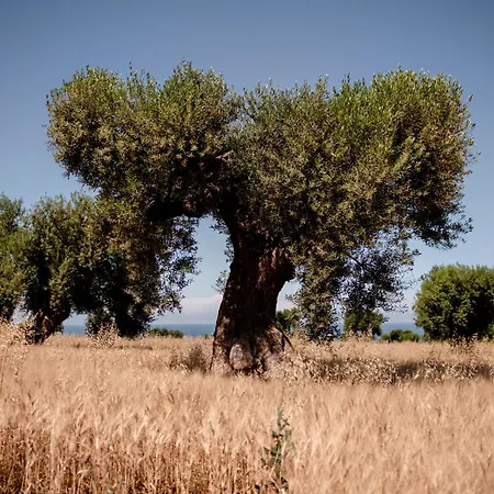 Masseria Auraterrae-3
