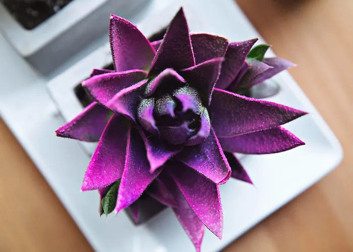 Hotel: Adel Private Suites